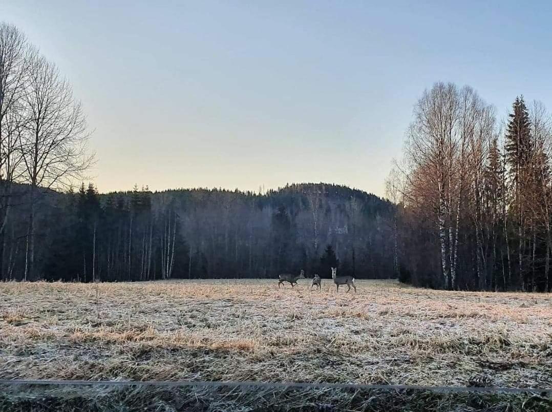Mysig Timmerstuga Med Braskamin Naera Hovfjaellet Torsby Buitenkant foto